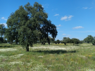 El encinar de Los Pedroches forma parte del paisaje de Villaralto, donde las tierras de aprovechamiento comunal estuvieron ligadas a la historia de sus límites.