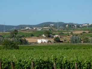 Viñedos y campos en el paisaje de Sant Cugat Sesgarrigues, en la depresión del Penedès.