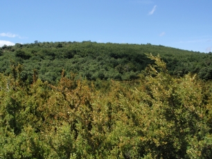 El entorno arbolado de la ermita de Santa Quiteria sitúa el relato en el paisaje de El Robledo.
