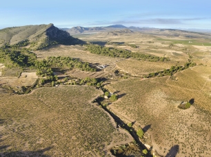 Viñedos de Jumilla entre la sierra de la Cingla y Peñarrubia; una vista del paisaje municipal, no de las Minas de la Celia.