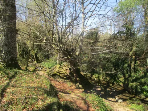 Un árbol junto al arroyo de Izarra, cerca de la piscina y las instalaciones deportivas. Un rincón arbolado que acerca la mirada al agua en el paisaje local.