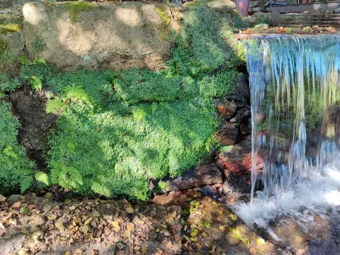 Agua en el canal de uno de los molinos de la ruta del río da Chanca, en Lores.