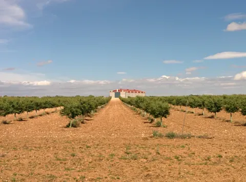Almendros en Mahora. El cultivo acompaña la mirada sobre un término donde la agricultura forma parte visible del paisaje.
