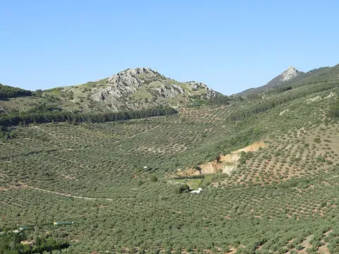 Olivar y laderas rocosas junto a Jamilena. El paisaje agrícola actual permite contrastar esta vista con las noticias medievales de huertas irrigadas por manantiales.