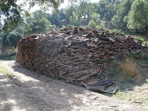 Pilas de corcho en un paisaje forestal de Cortes, imagen del aprovechamiento tradicional documentado para el municipio.