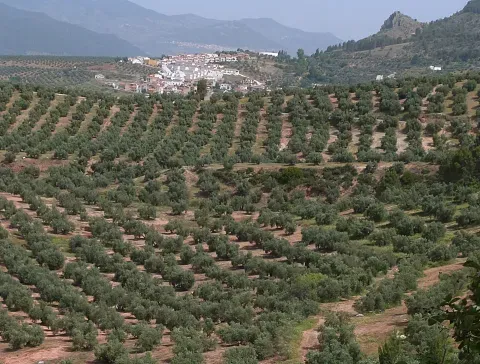 Vista de Orcera entre olivares y laderas; el valle reúne el núcleo habitado y los cursos de agua que vertebran esta parte del municipio.
