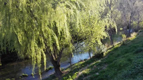 Un cauce arbolado en el entorno de El Burgo. El río Turón nace en el municipio y mantiene un aporte de agua durante todo el año.