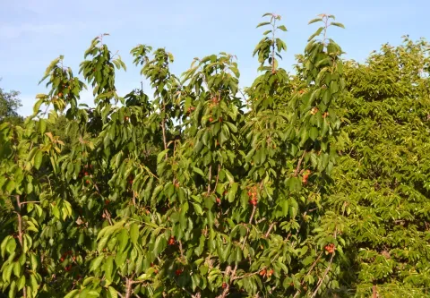 Un cerezo fotografiado en Soneja, en un municipio donde los frutales de secano y los olivares forman parte del paisaje agrícola.