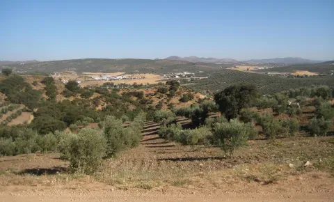 Olivares y relieves suaves del entorno de Villanueva del Trabuco, en el paisaje de valle que recibe los arroyos procedentes de las sierras.