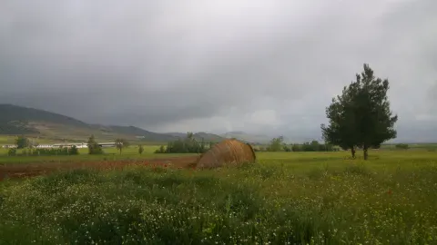 Campos circundantes de Aldea del Rey: una vista actual del paisaje local que acompaña el relato sobre pastos, aguas y territorio.