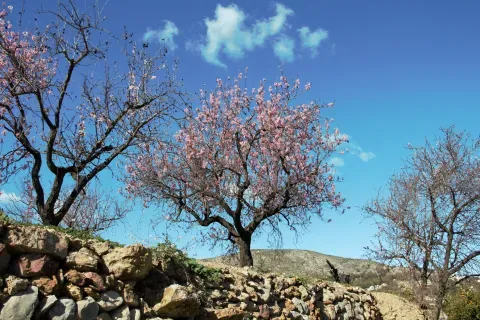 Almendros en flor en Alcalalí, una imagen de la agricultura tradicional del municipio.
