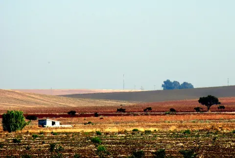 Campos de cultivo en el entorno de Écija, en la campiña que acompaña el valle del Genil.
