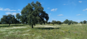 El encinar de Los Pedroches forma parte del paisaje de Villaralto, donde las tierras de aprovechamiento comunal estuvieron ligadas a la historia de sus límites.