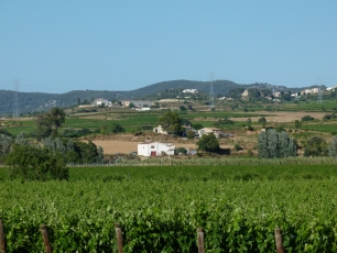Viñedos y campos en el paisaje de Sant Cugat Sesgarrigues, en la depresión del Penedès.