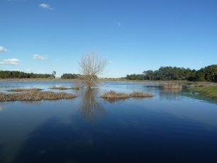 Agua, vegetación emergente y pinar en las lagunas de Cantalejo, el paisaje que enmarca la historia de sus antiguos poblados.