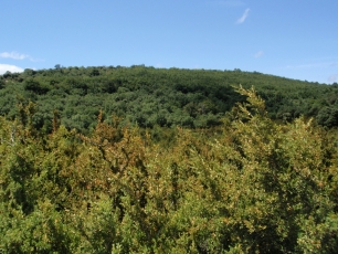 El entorno arbolado de la ermita de Santa Quiteria sitúa el relato en el paisaje de El Robledo.